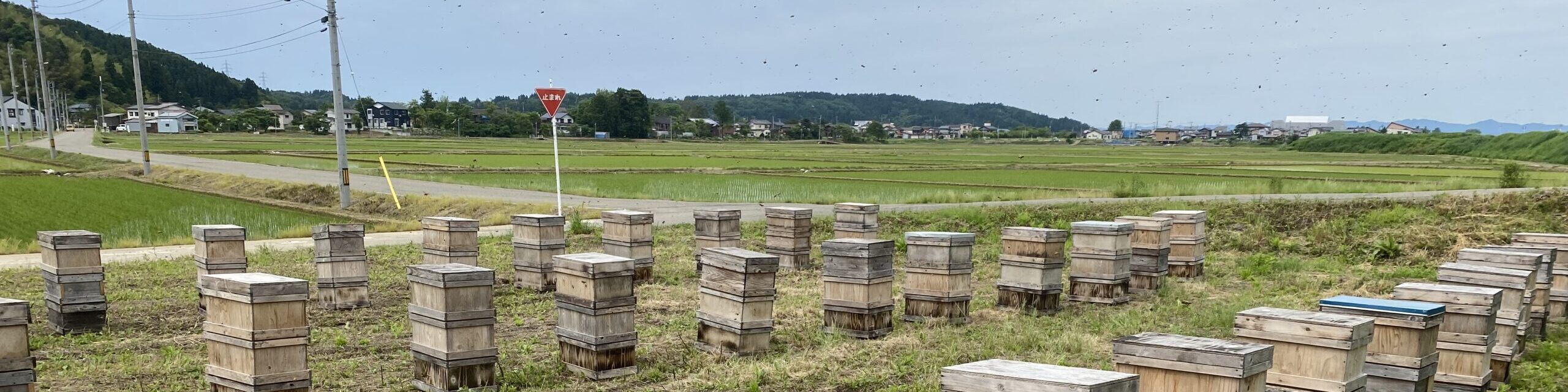 権田養蜂